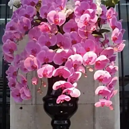 Luxury Phalaenopsis Orchid Flower Bouquet for Weddings