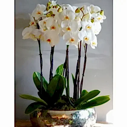White Phalaenopsis Orchid Arrangement