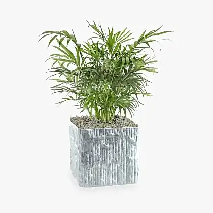 Neanthe Bella Palm