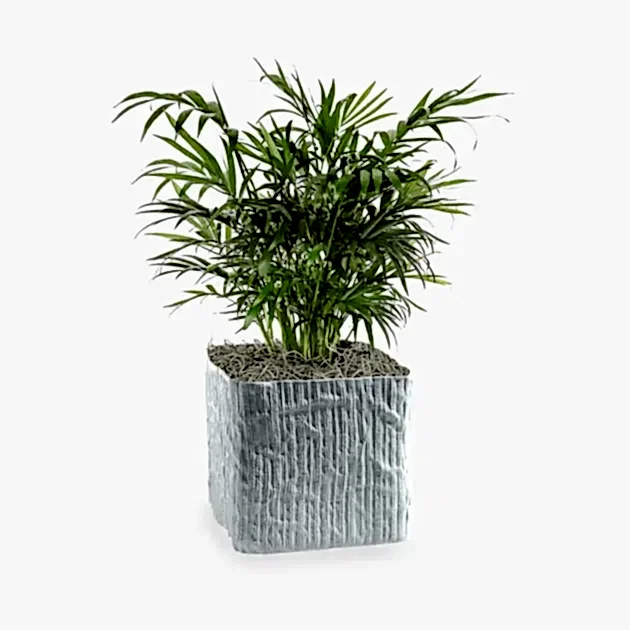 Neanthe Bella Palm