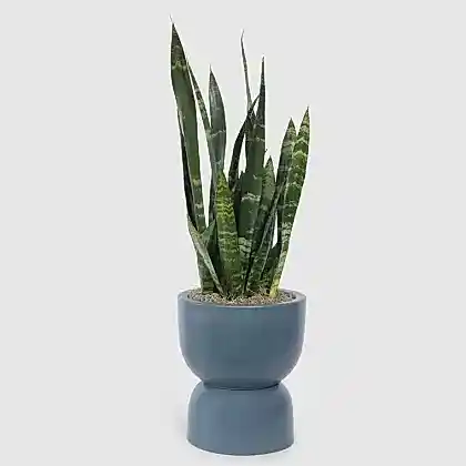 Snake Plant Black Coral Hourglass