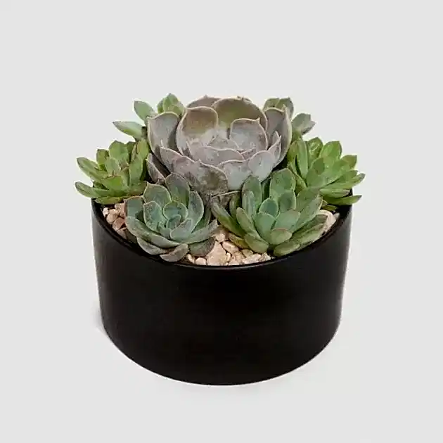Succulent Dish