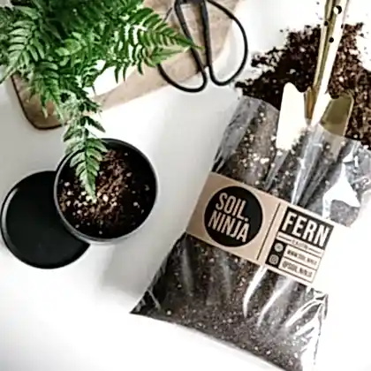 Indoor Fern Potting Soil Mix