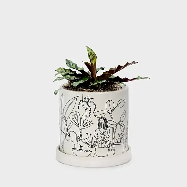 Calathea Rattlesnake - Piccolo