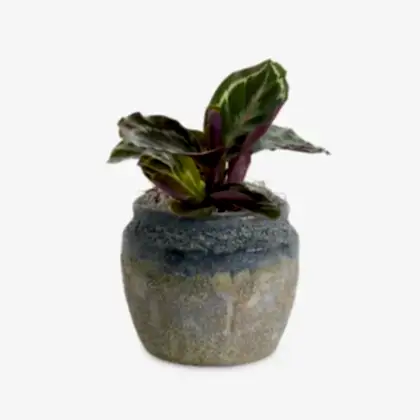 Calathea Roseopicta - Piccolo