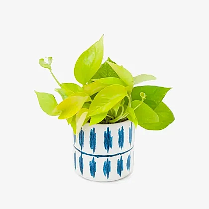 Golden pothos plant