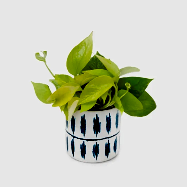 Golden pothos plant