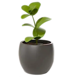 Plants