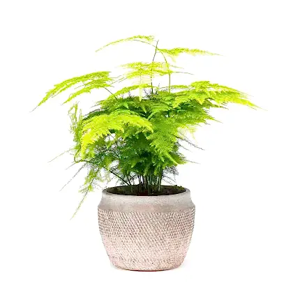 Asparagus fern houseplant