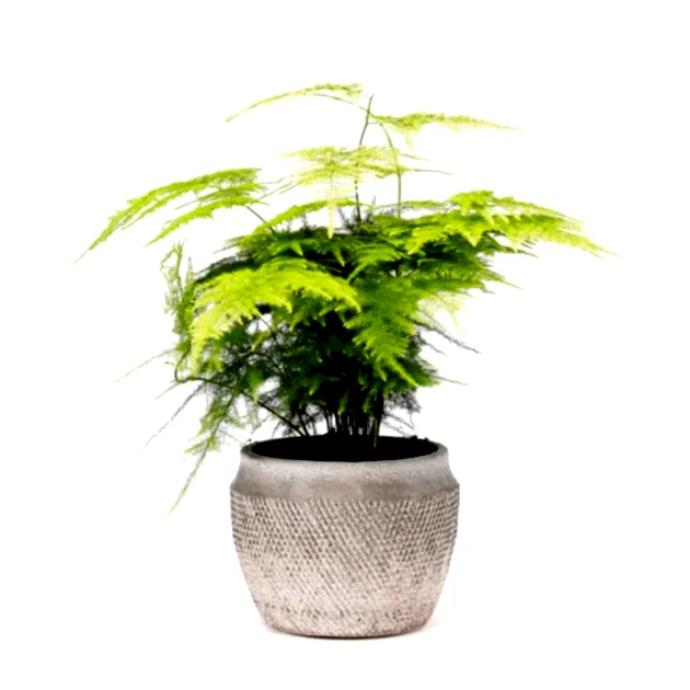 Asparagus fern houseplant