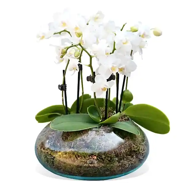White orchidea vase