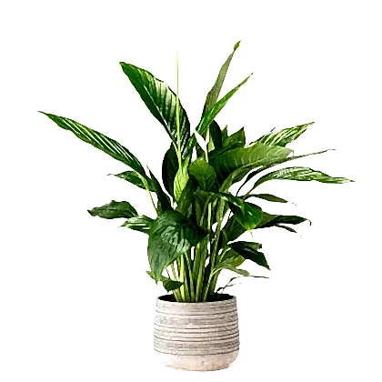 Peace lily
