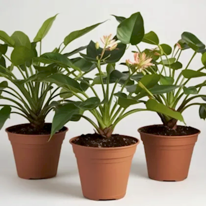phlebodium aureum plant