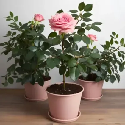 Pink rose plant