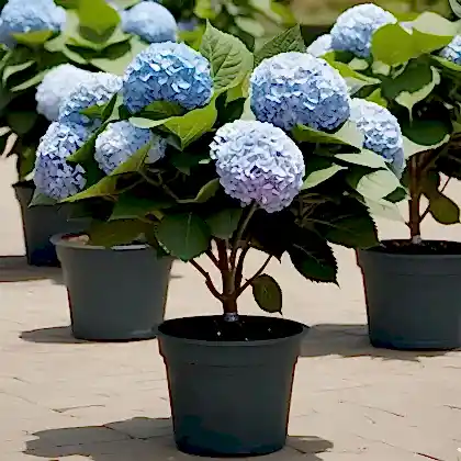 Blue hydrangea plant in pot for Mother's Day UK delivery - Elegant gift with vibrant blooms.