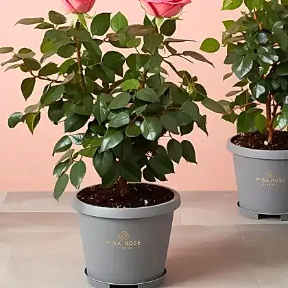 Pink Rose Plant Gift Basket for Mother's Day UK Delivery - Beautiful Pink Roses in a Basket