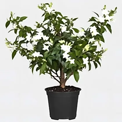 Fragrant Jasmine Plant