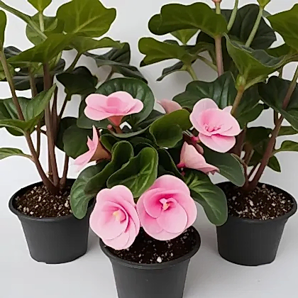 Pink Elatior Begonia Mother's Day Plant Delivery UK - Beautiful Pink Flowers