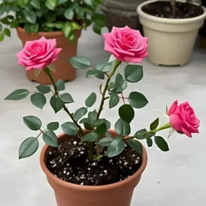 Pink Miniature Rose Plant Mother's Day Delivery UK - Fresh Flowers for Mother's Day