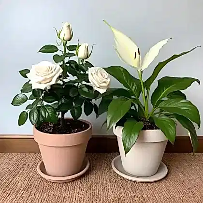 White rose and peace lily basket delivery UK for Mother's Day – Next Day Delivery