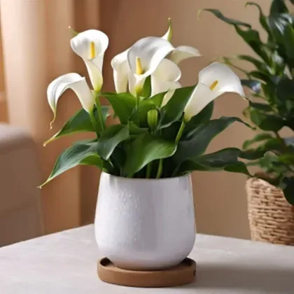 White calla lily plant in striped pot delivery UK for Mother's Day – Next Day Delivery