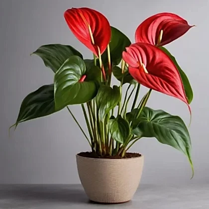 Red anthurium plant in striped pot delivery UK – Next Day Delivery