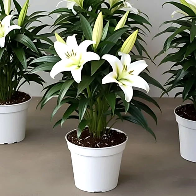 big plant. and The product image should look natural. The plants should appear real, and the pots should be of premium quality. The soil should be visible in the pot. There should be many leaves and branches on the plants. should also be some flower