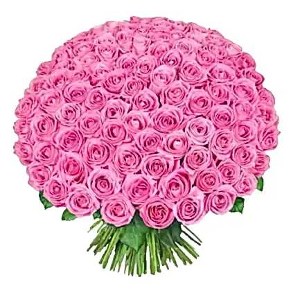 Luxurious 100 pink roses bouquet on sale, perfect for a grand celebration.